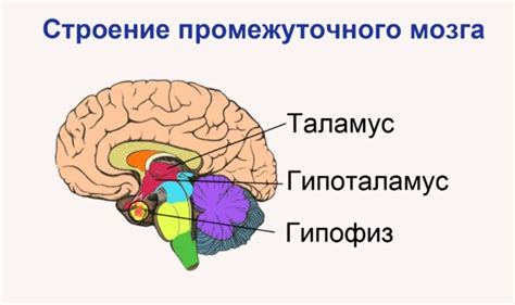 Структура мозга годовалого ребенка