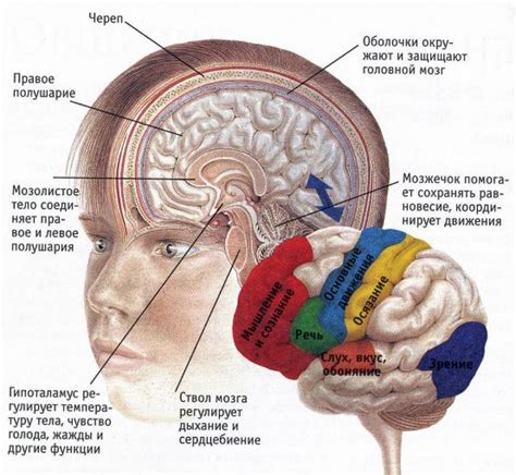 Структура тела и форма головы