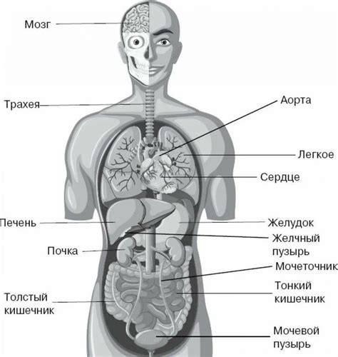 Структура тела человека