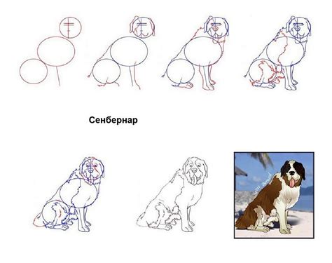 Техника рисования собаки карандашом