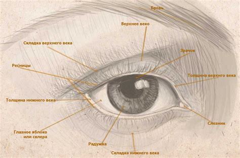 Техники рисования глаз человека