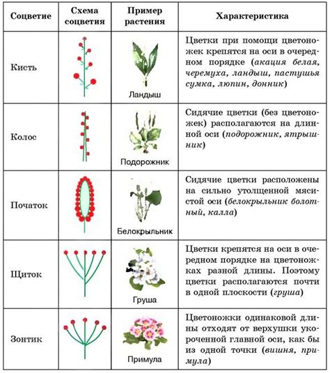 Типы и сорта растений