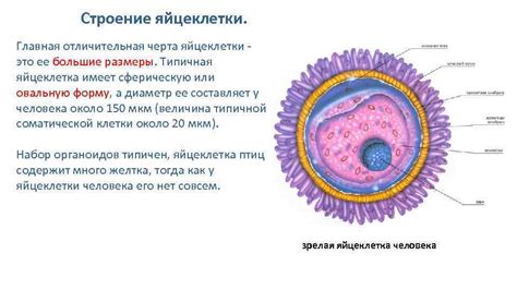 Тип пчелосемьи: главная отличительная черта