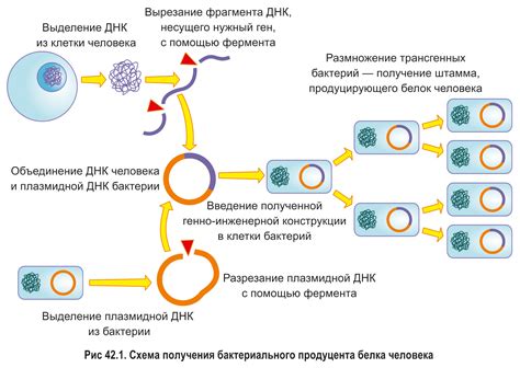 Трансгенная терапия и применение иностранных генов