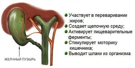 Увеличение сокращения желчного пузыря