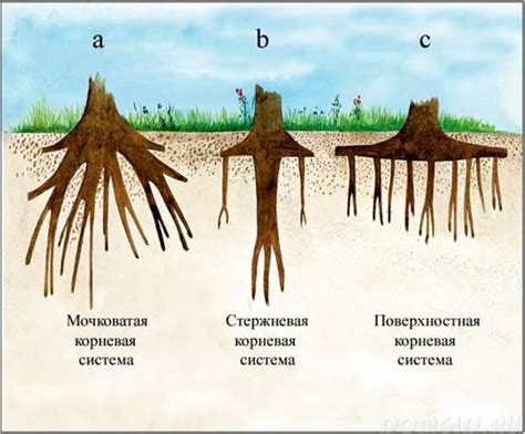 Удаление старой почвы и корней