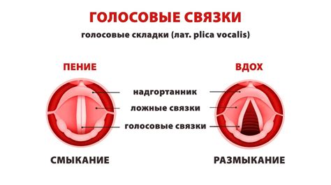 Укрепите глотку и голосовые связки