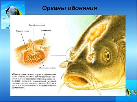 Улучшение вкуса рыбы