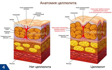 Ускорение расщепления жировых клеток