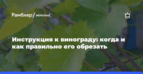 Условия и требования к винограду: