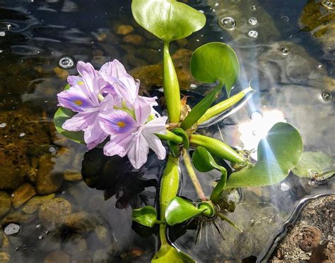 Условия содержания водного гиацинта