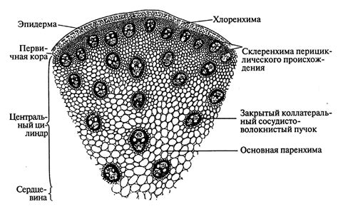 Усовершенствование приемов связывания стебля