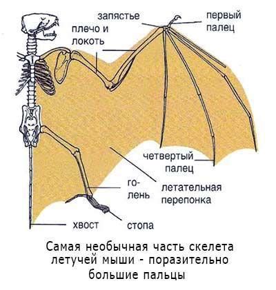 Установка летучих крыльев