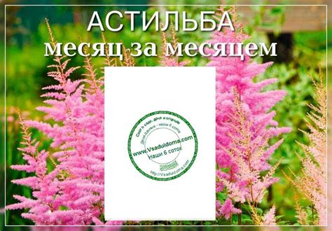 Уход за астильбой: секреты процветания