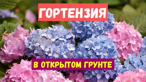 Уход за гортензией: полив, подкормка, обрезка