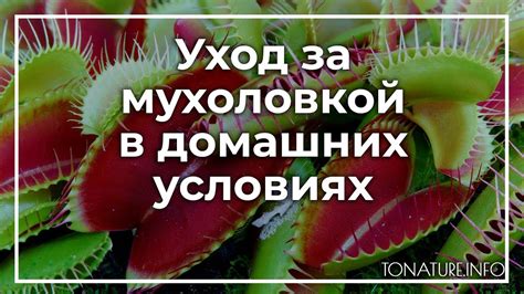 Уход за домашней мухоловкой