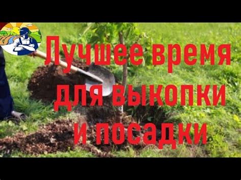 Уход за землей во время выкопки