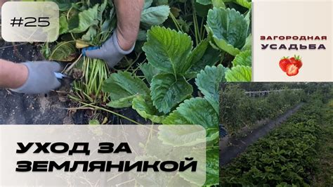 Уход за земляникой ремонтантной в домашних условиях