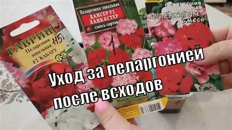 Уход за пеларгонией после пересылки