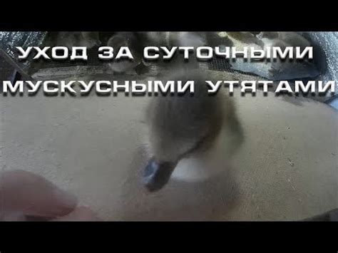 Уход за суточными утятами