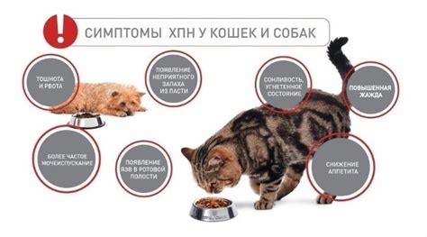 Учащенное мочеиспускание у кота