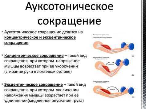 Фаза сокращения мышц