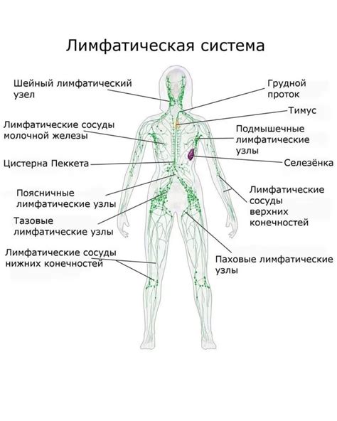 Факторы, вызывающие застой лимфы