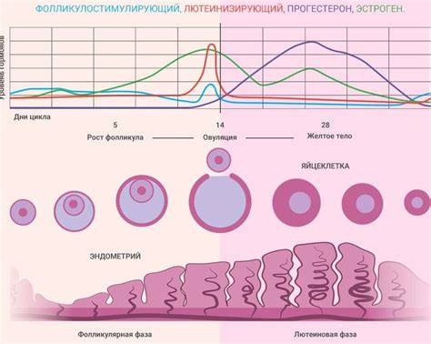 Феромоны: естественный указатель овуляции у женщины