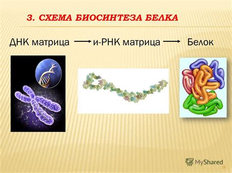 Физические упражнения для активации синтеза белка