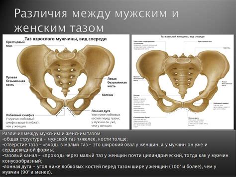 Форма ануса: мужской и женский варианты