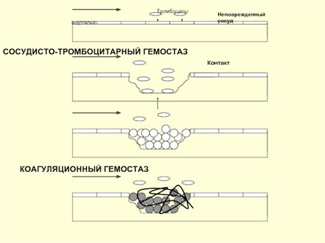 Формирование фибриновой сети