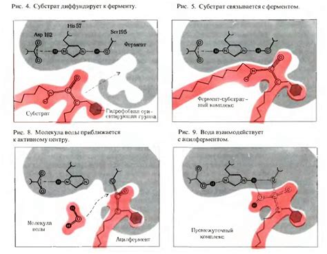 Формовка и стадия ферментации