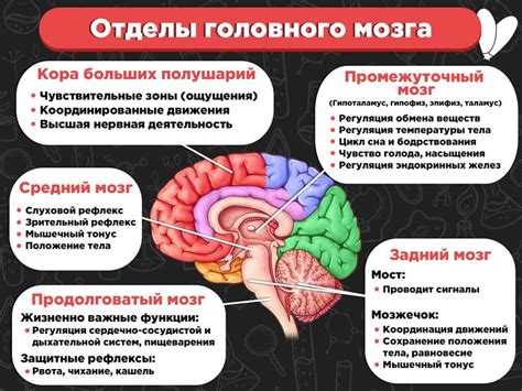 Функции мозга и его контроль над организмом