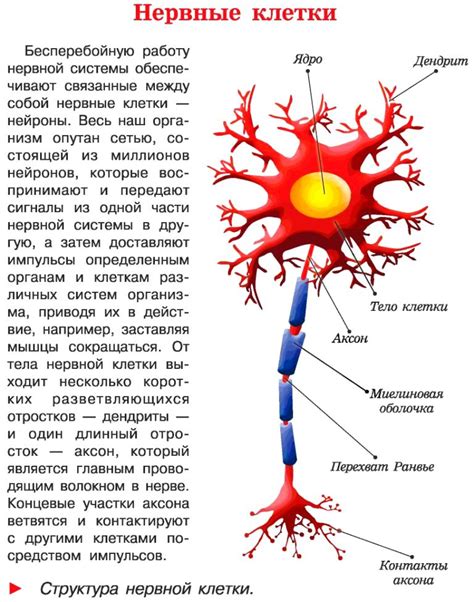 Функции нервных клеток