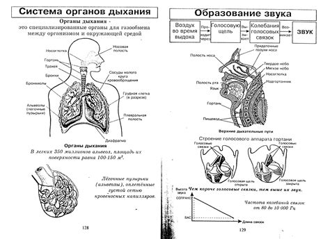 Функции органов