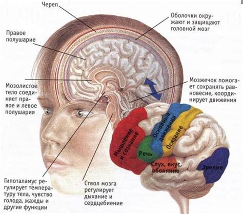 Функционирование мозга у шизоидов