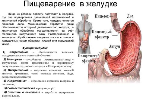 Функция пищеварения в желудке