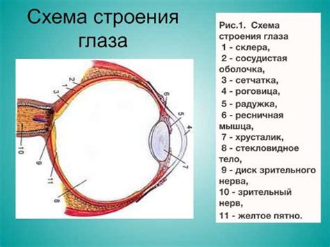 Функция роговицы