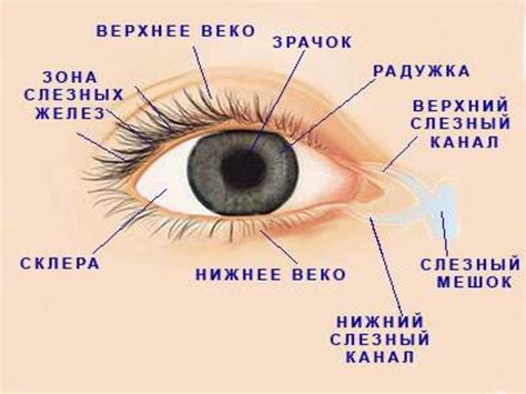 Характеристика "глаза разбегаются"