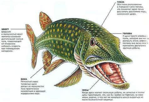 Характерные черты щуки