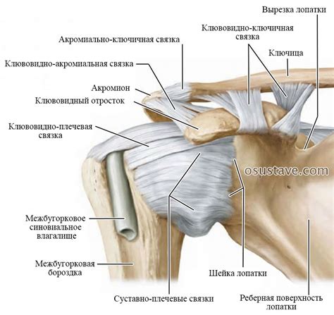 Хирургическое вмешательство при повреждении связки плеча