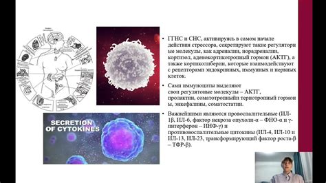 Хроническое облучение и его влияние на иммунную систему