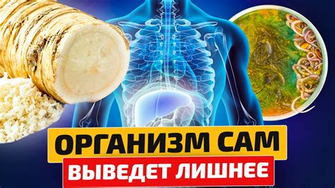 Чистка организма от токсинов и стресса