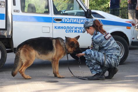 Что делает кинолог в полиции?