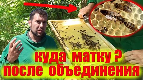 Что делать с пчелиными гнездами на даче?