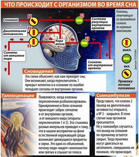 Что происходит с мозгом во время сна?