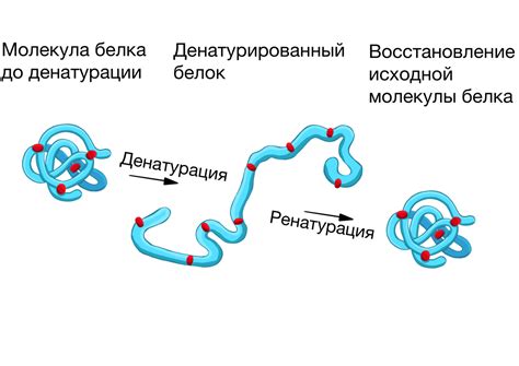 Что такое белок и его связь с азотом