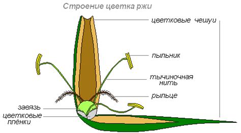 Что такое венчик и как он помогает