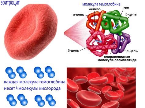 Что такое гемоглобин и почему его уровень важен для ребенка?