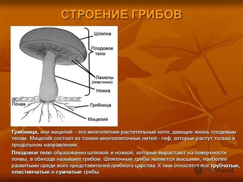 Что такое грибница и как ее получить из переросших грибов